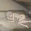 和存在感薄弱妹妹一起的简单生活